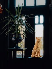 Impressie-foto